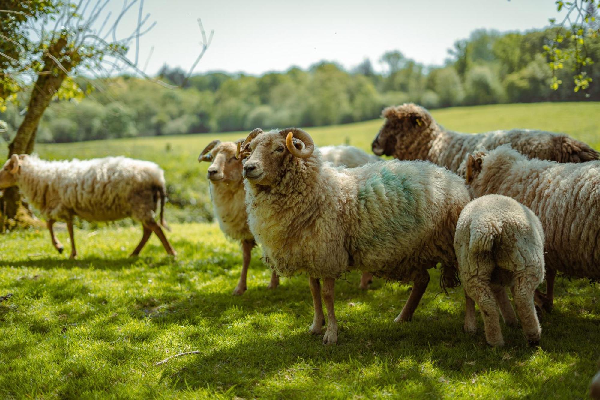 Somerset Shepherds Huts Winsham Kültér fotó